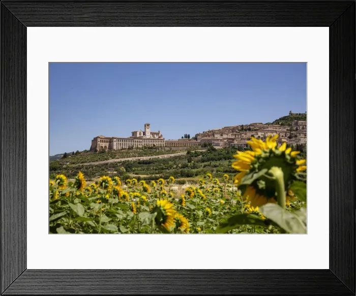 Framed Print : Sunflowers looking at Assisi, Umbria, Italy Framed Print : Sunflowers looking at Assisi, Umbria, Italy