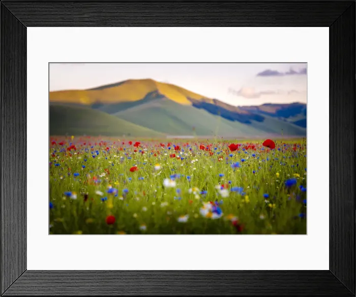 Framed Print : flowering at sunset in Castelluccio di Norcia, Umbria, Italy Framed Print : flowering at sunset in Castelluccio di Norcia, Umbria, Italy