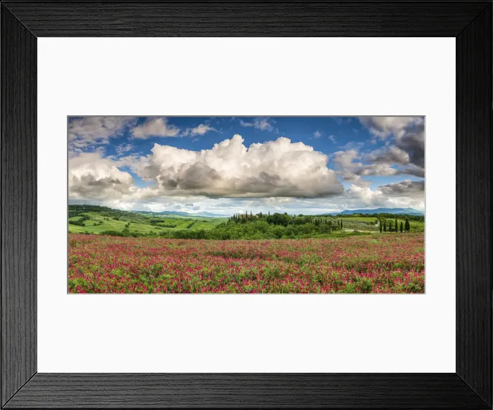 Framed Print : Field of Clover, Val d Orcia, Tuscany, Italy Framed Print : Field of Clover, Val d Orcia, Tuscany, Italy