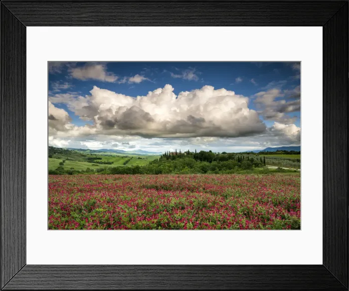 Framed Print : Field of Clover, Val d Orcia, Tuscany, Italy Framed Print : Field of Clover, Val d Orcia, Tuscany, Italy