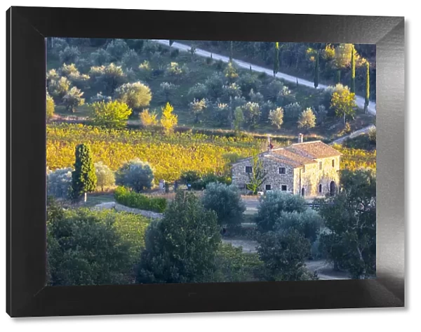Italy, Tuscany, Province of Siena, Montalcino, Stone farmhouse surrounded by vines
