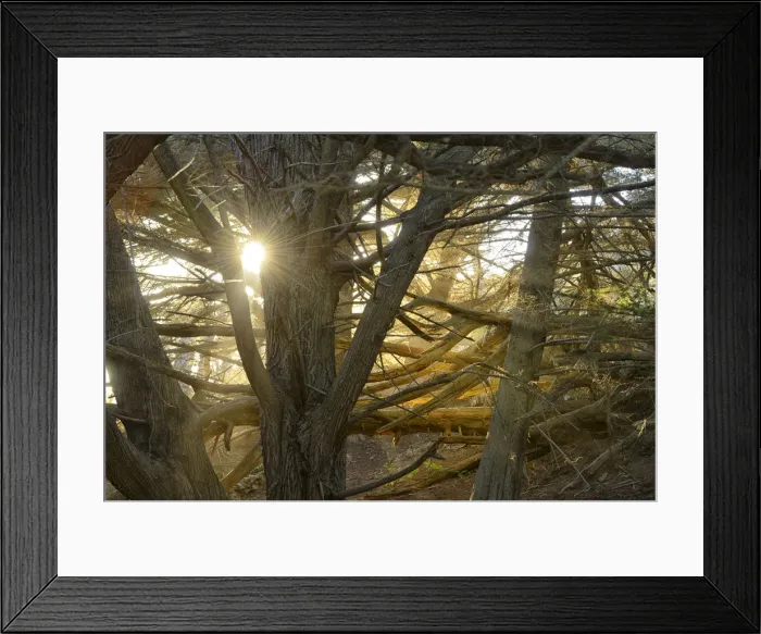 Framed Print : Coastal Forest, Pfeiffer Big Sur State Park, Big Sur, California, USA Framed Print : Coastal Forest, Pfeiffer Big Sur State Park, Big Sur, California, USA