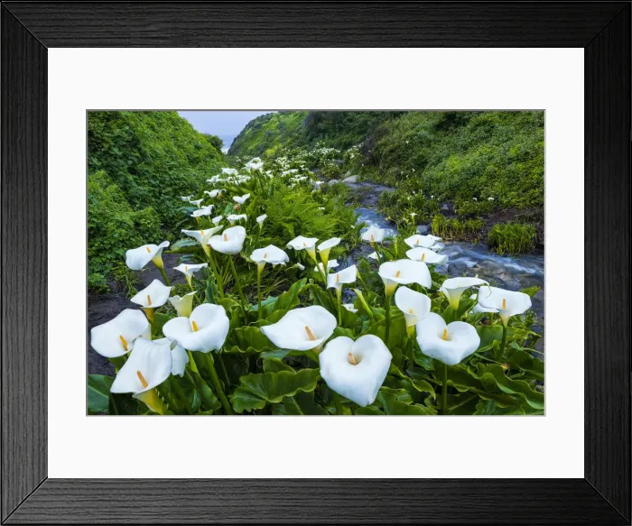 Framed Print : Calla Lily Valley, Garrapata State Park, California, USA Framed Print : Calla Lily Valley, Garrapata State Park, California, USA