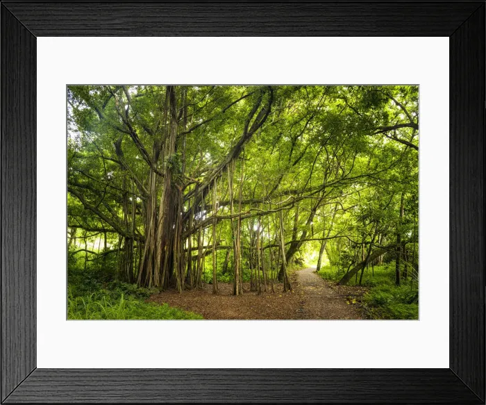 Framed Print : Path by Banyan Tree, Haleakala National Park, Maui, Hawaii, USA