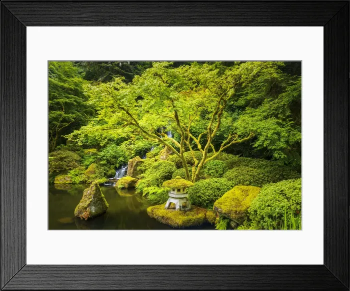Framed Print : Maple Tree in Japanese Garden, Portland, Oregon, USA Framed Print : Maple Tree in Japanese Garden, Portland, Oregon, USA