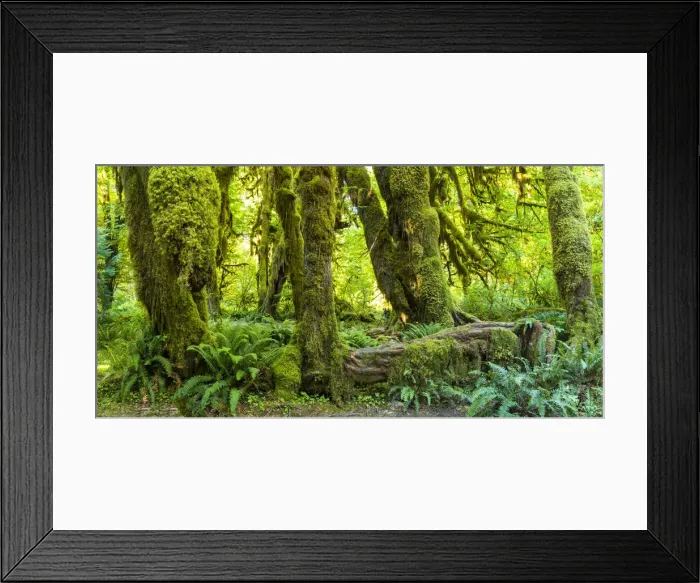 Framed Print : Hoh Rain Forest, Olympic National Park, Washington, USA Framed Print : Hoh Rain Forest, Olympic National Park, Washington, USA