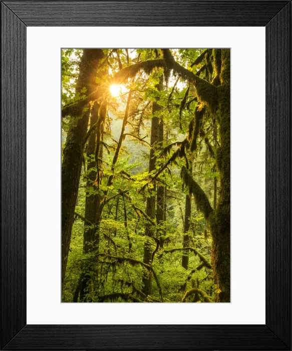 Framed Print : Moss-covered Big Leaf Maple Trees, Silver Falls State Park, Oregon, USA Framed Print : Moss-covered Big Leaf Maple Trees, Silver Falls State Park, Oregon, USA
