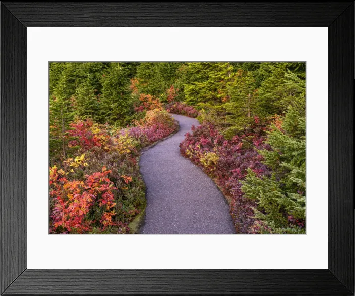 Framed Print : Autumn Path, Mt. Baker-Snoqualmie National Forest, Washington State, USA Framed Print : Autumn Path, Mt. Baker-Snoqualmie National Forest, Washington State, USA
