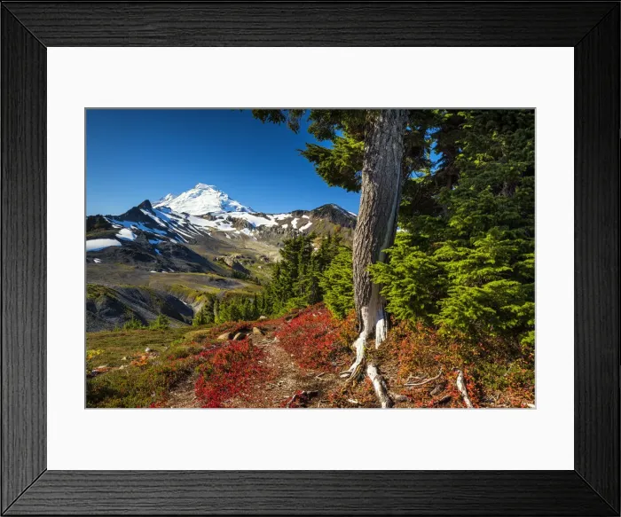 Framed Print : Mt. Baker in Autumn, Mt. Baker-Snoqualmie National Forest, Washington, USA Framed Print : Mt. Baker in Autumn, Mt. Baker-Snoqualmie National Forest, Washington, USA