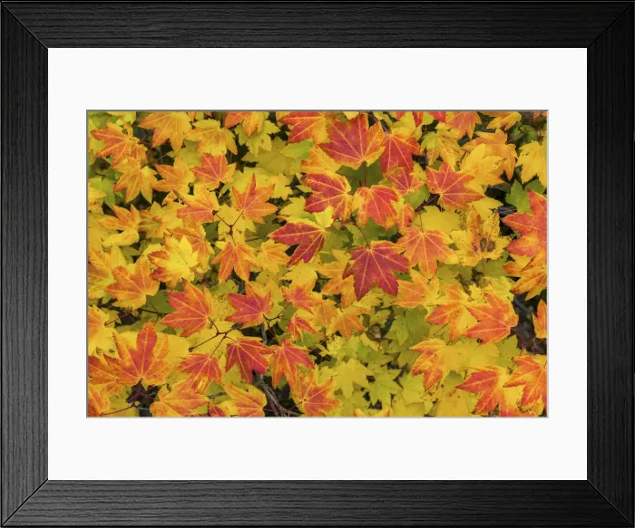 Framed Print : Vine Maples Leaves in Autumn, Willamette National Forest, Oregon, USA Framed Print : Vine Maples Leaves in Autumn, Willamette National Forest, Oregon, USA