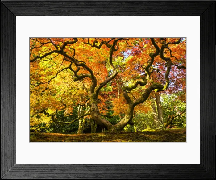 Framed Print : Japanese Maple Tree in Autumn, Japanese Garden, Seattle, Washington, USA Framed Print : Japanese Maple Tree in Autumn, Japanese Garden, Seattle, Washington, USA