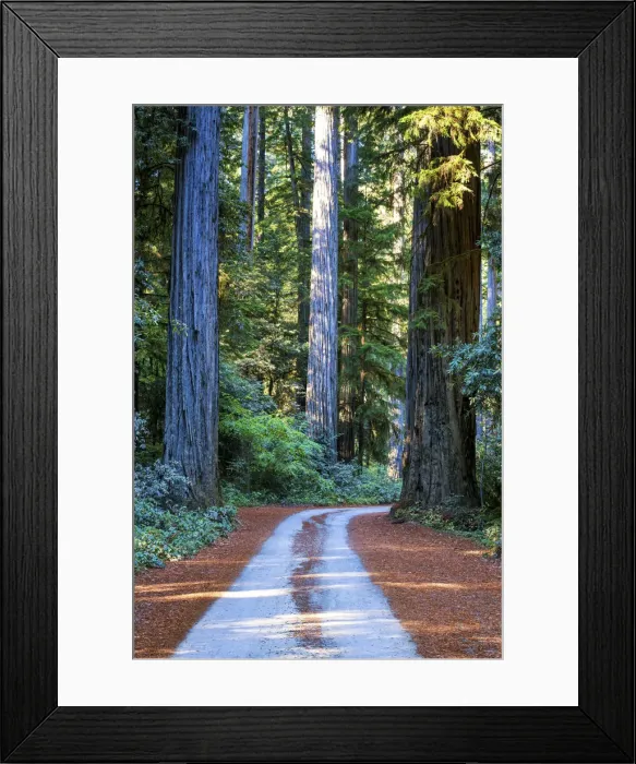 Framed Print : Road Through Redwoods, Jedediah Smith Redwood State Park, California, USA Framed Print : Road Through Redwoods, Jedediah Smith Redwood State Park, California, USA