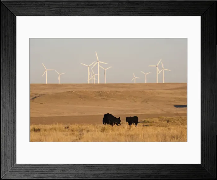 Framed Print : Wind turbines in Pawnee National Grassland, Colorado, USA Framed Print : Wind turbines in Pawnee National Grassland, Colorado, USA