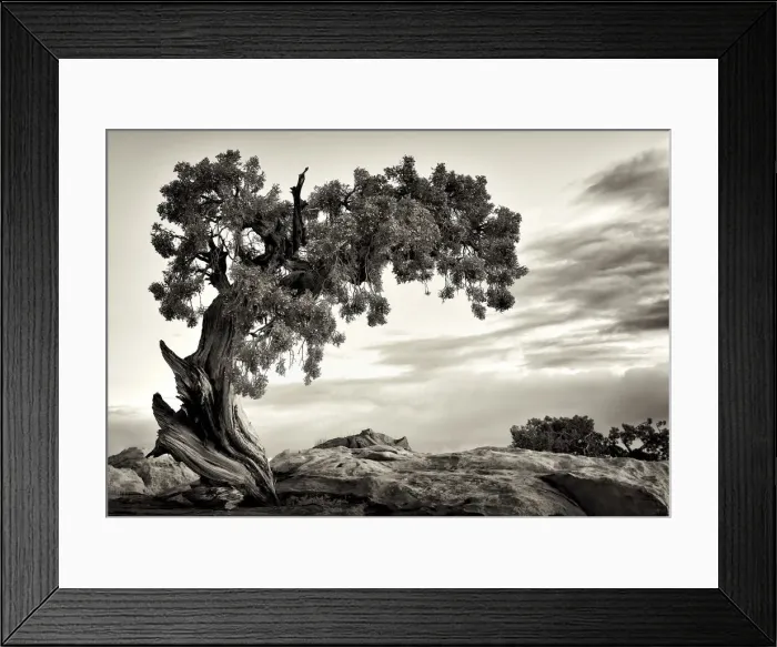 Framed Print : U. S. A. Utah, Dead Horse State Park, Juniper Tree