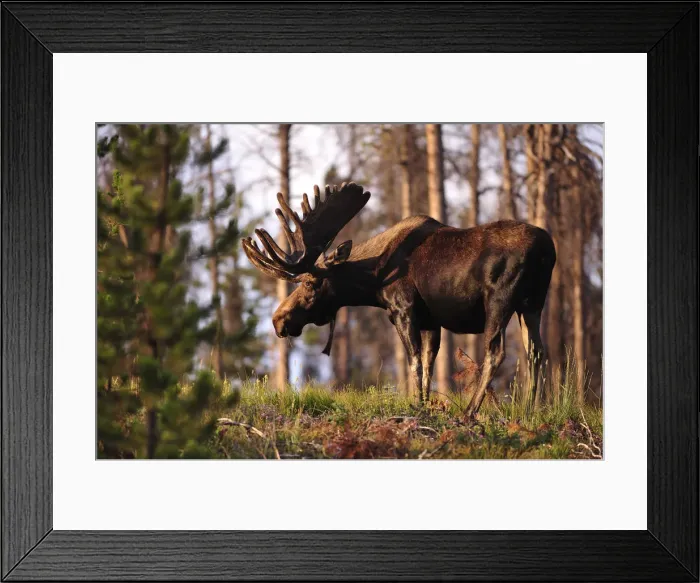 Framed Print : Moose in the Rocky Mountain National Park, Colorado, USA Framed Print : Moose in the Rocky Mountain National Park, Colorado, USA
