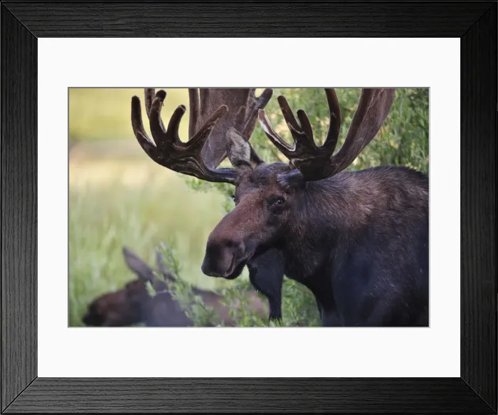 Framed Print : Moose in the Rocky Mountain National Park, Colorado, USA Framed Print : Moose in the Rocky Mountain National Park, Colorado, USA