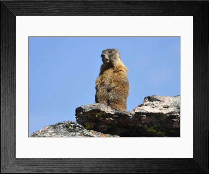 Framed Print : Marmotin the Rocky Mountain National Park, Colorado, USA