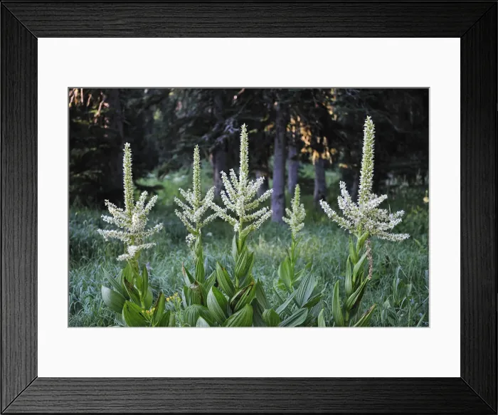 Framed Print : Flowers along Nez Perce pass, Nez Perce Trail, Idaho, USA Framed Print : Flowers along Nez Perce pass, Nez Perce Trail, Idaho, USA