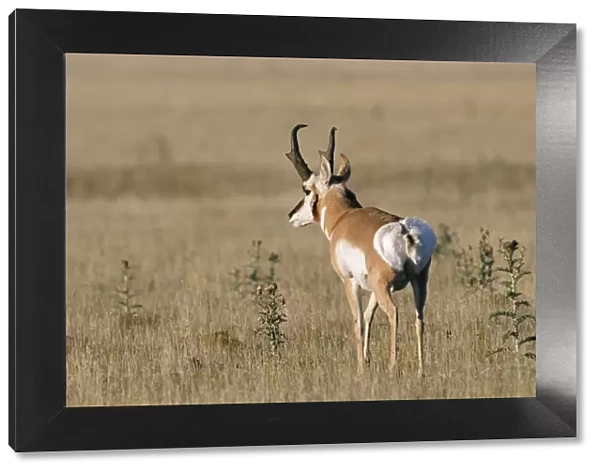 Pronghorn Antelop in the Pawnee National Grassland, Colorado, USA