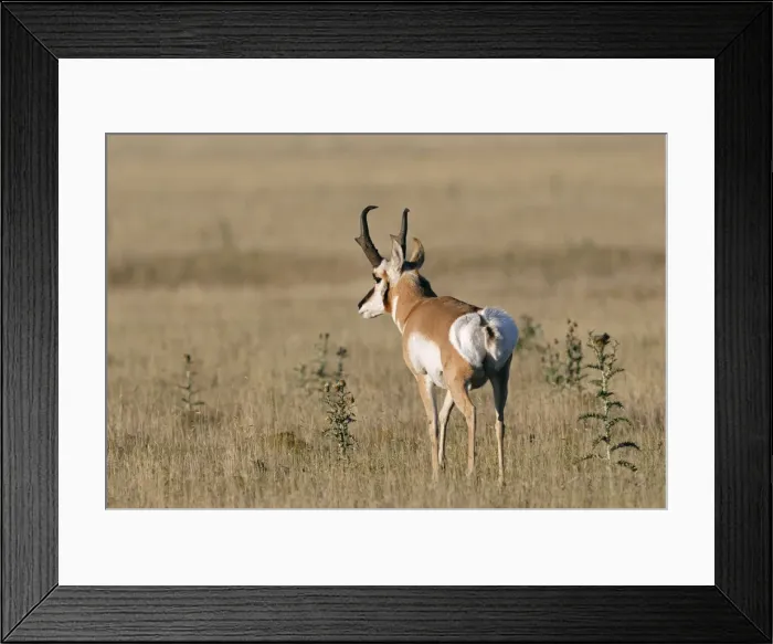 Framed Print : Pronghorn Antelop in the Pawnee National Grassland, Colorado, USA Framed Print : Pronghorn Antelop in the Pawnee National Grassland, Colorado, USA