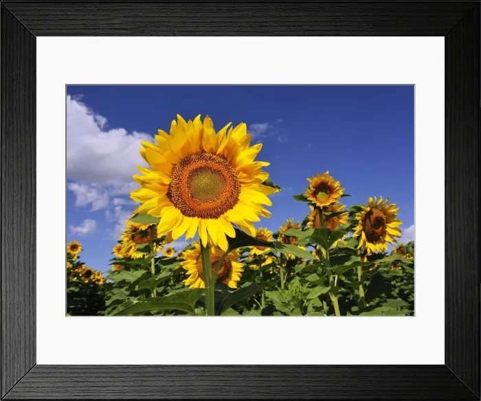 Framed Print : Sunflowers at a farm near Rushville, Western Nebraska, USA Framed Print : Sunflowers at a farm near Rushville, Western Nebraska, USA