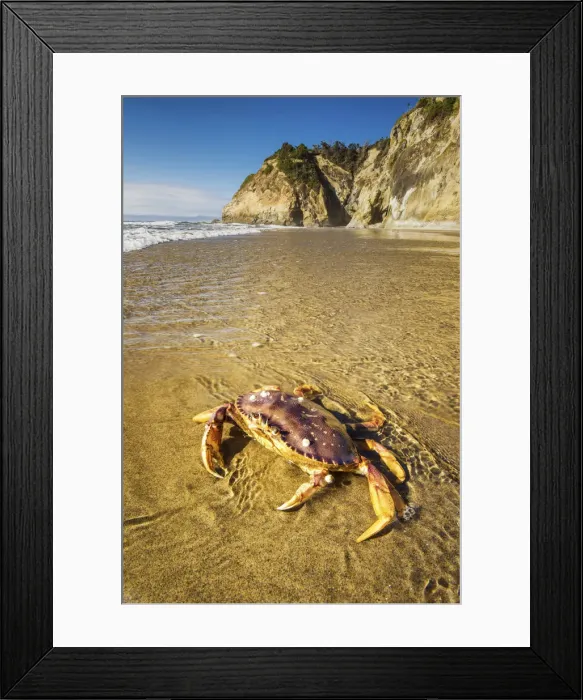 Framed Print : Dungeness Crab, Hug Point State Recreation Site, Oregon, USA Framed Print : Dungeness Crab, Hug Point State Recreation Site, Oregon, USA
