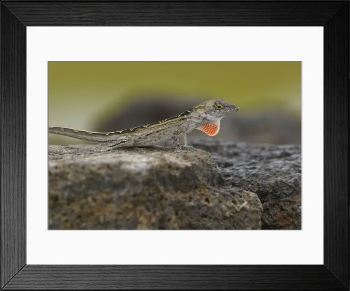 Framed Print : USA, Hawaii, Kauai, Lizard Framed Print : USA, Hawaii, Kauai, Lizard