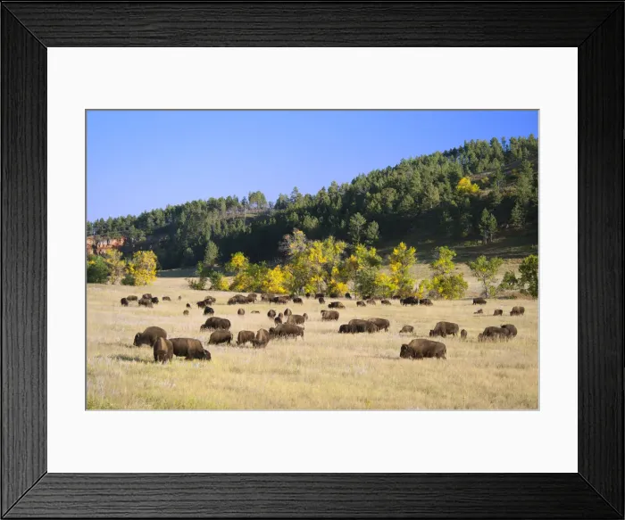 Framed Print : Bison herd in Custer State Park, Black Hills, South Dakota, USA Framed Print : Bison herd in Custer State Park, Black Hills, South Dakota, USA