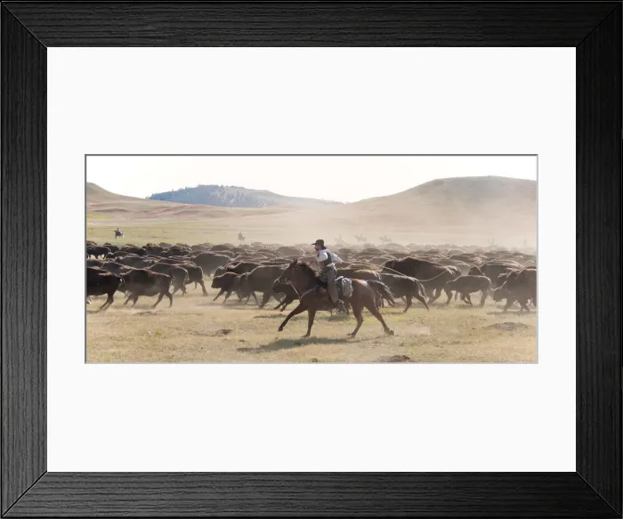 Framed Print : Buffalo Roundup in Custer State Park, Black Hills, South Dakota, USA Framed Print : Buffalo Roundup in Custer State Park, Black Hills, South Dakota, USA