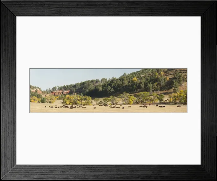 Framed Print : Bison herd in Custer State Park, Black Hills, South Dakota, USA Framed Print : Bison herd in Custer State Park, Black Hills, South Dakota, USA