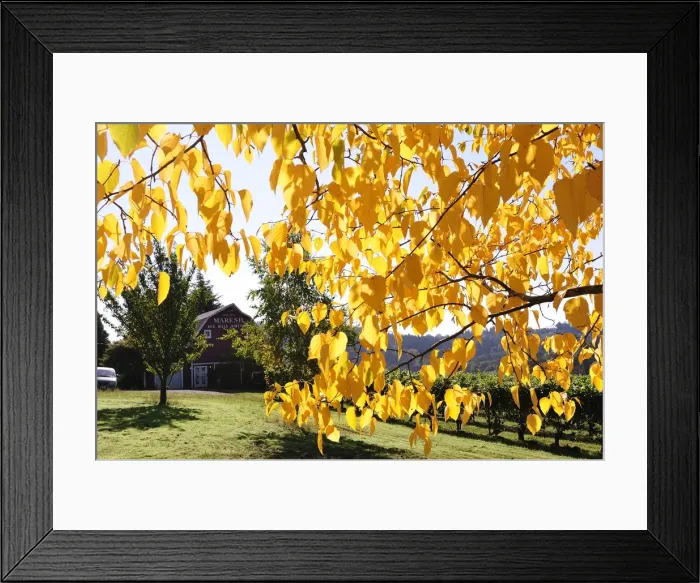 Framed Print : Red Hills Vineyards, Dundee Hills, Oregon, USA Framed Print : Red Hills Vineyards, Dundee Hills, Oregon, USA