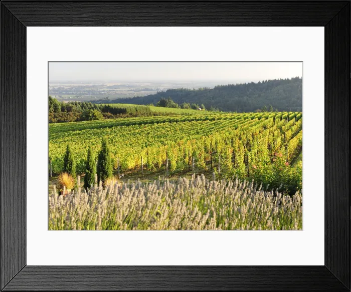 Framed Print : Black Walnut Inn & Vineyards, Dundee Hills, Wine Country, Oregon, USA