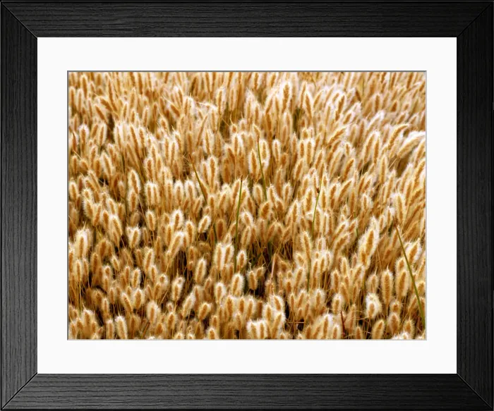 Framed Print : Cat Tail Grasses, Mono Lake, California Framed Print : Cat Tail Grasses, Mono Lake, California