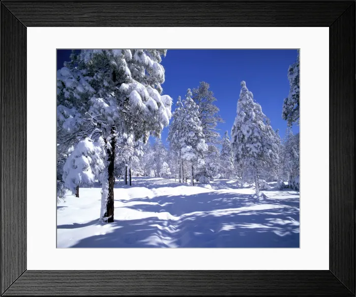 Framed Print : Pines Trees in Snow, Flagstaff, Arizona, USA Framed Print : Pines Trees in Snow, Flagstaff, Arizona, USA