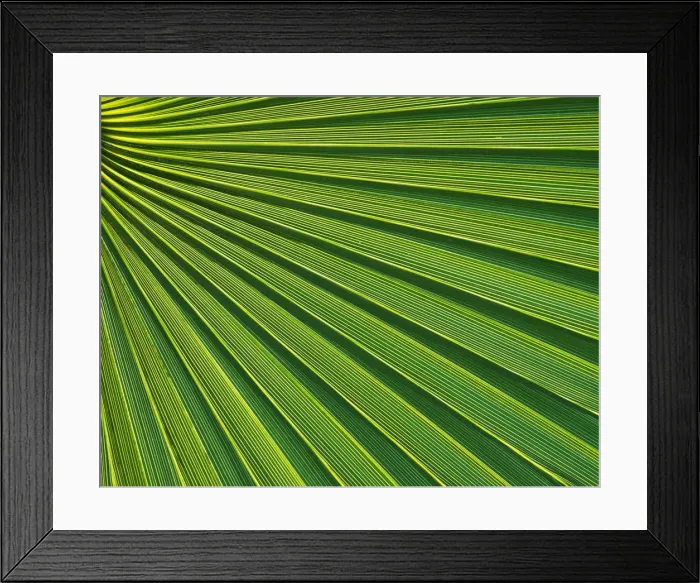 Framed Print : Fan Palm Patterns, Arizona, USA Framed Print : Fan Palm Patterns, Arizona, USA
