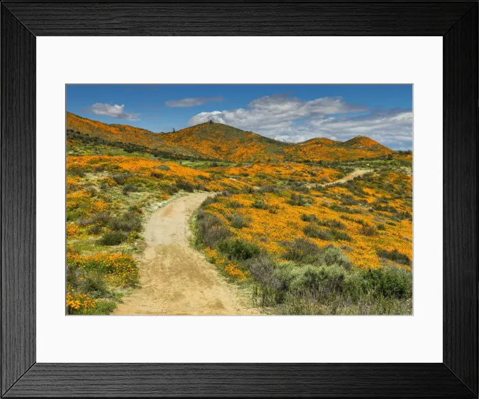 Framed Print : Path Through Super Bloom of California Poppies, near Lake Elsinore, California, USA Framed Print : Path Through Super Bloom of California Poppies, near Lake Elsinore, California, USA