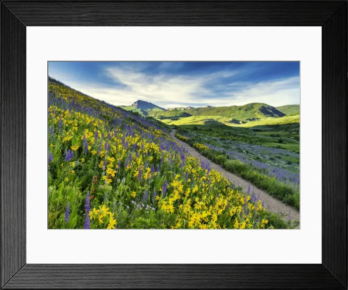 Framed Print : Path Through Wildflowers, Crested Butte, Colorado, USA Framed Print : Path Through Wildflowers, Crested Butte, Colorado, USA