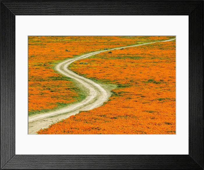 Framed Print : Track Through Super Bloom of California Poppies, Antelope Valley, California, USA Framed Print : Track Through Super Bloom of California Poppies, Antelope Valley, California, USA