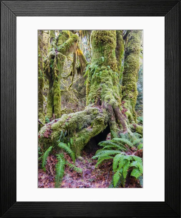 Framed Print : Mosses covered tree, Hoh rainforest, Olympic National Park, Washington, USA Framed Print : Mosses covered tree, Hoh rainforest, Olympic National Park, Washington, USA