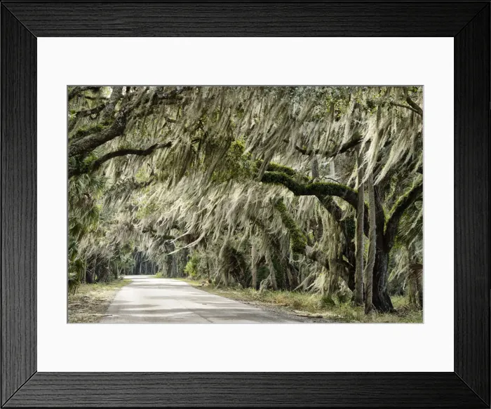 Framed Print : USA, Florida, Myakka River State Park, live oak alley along park road Framed Print : USA, Florida, Myakka River State Park, live oak alley along park road