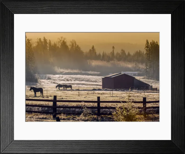 Framed Print : Frosty rural landscape at sunrise in the Olympic Peninsula, Washington, USA Framed Print : Frosty rural landscape at sunrise in the Olympic Peninsula, Washington, USA