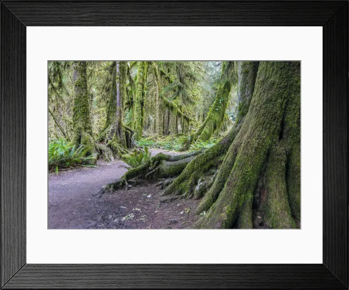 Framed Print : Hoh rainforest, Olympic National Park, Washington, USA Framed Print : Hoh rainforest, Olympic National Park, Washington, USA