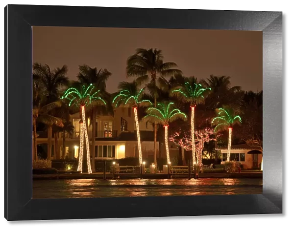 USA, Florida, Broward County, Fort Lauderdale, Illuminated Palm Trees