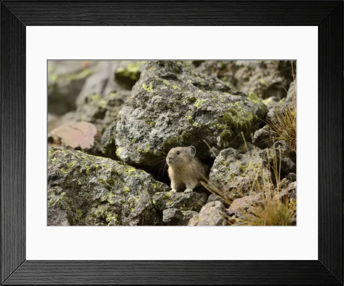 Framed Print : USA, Wyoming, Rockies, Rocky Mountains, Yellowstone, National Park, UNESCO, World Heritage Framed Print : USA, Wyoming, Rockies, Rocky Mountains, Yellowstone, National Park, UNESCO, World Heritage