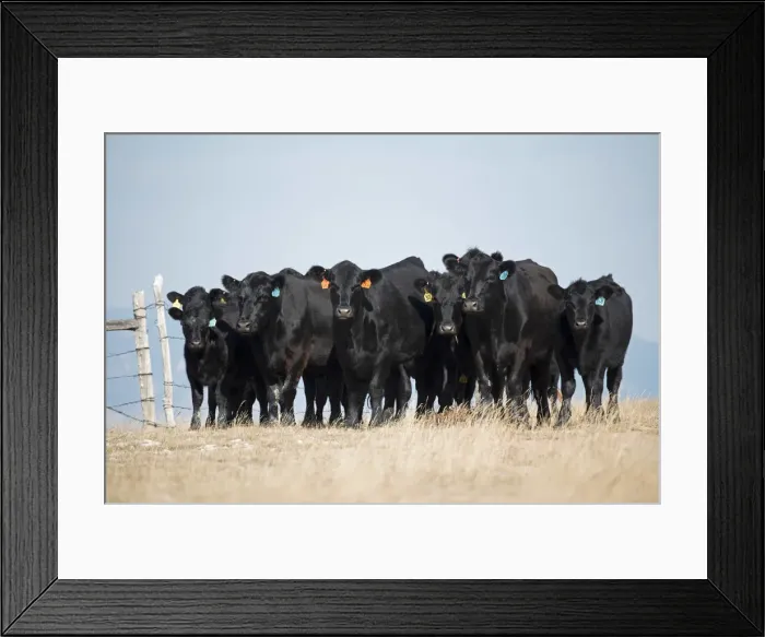 Framed Print : USA, Wyoming, Bighorn Mountains, cattle on summer pasture