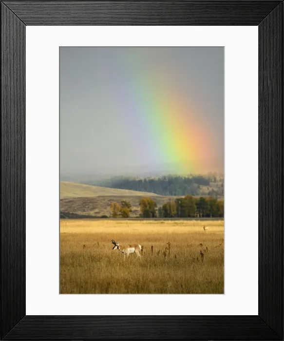Framed Print : USA, Wyoming, Rockies, Rock mountains, Grand Teton National Park, Antilocapra americana Framed Print : USA, Wyoming, Rockies, Rock mountains, Grand Teton National Park, Antilocapra americana