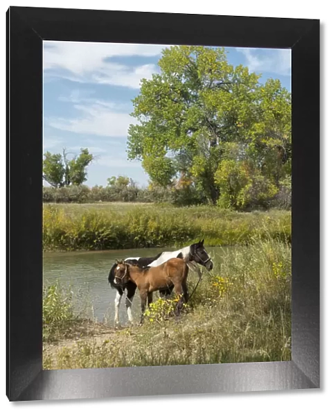 USA, Montana, Crow Indian Reservation, Great plains, horses at the Little big horn river