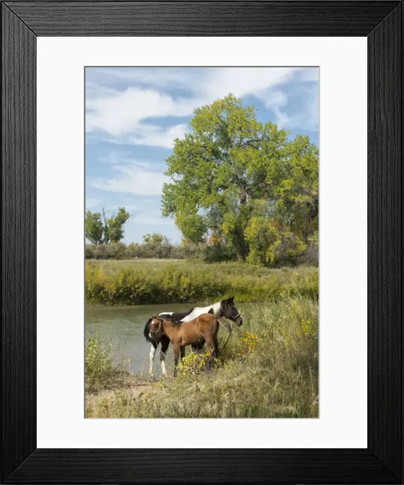 Framed Print : USA, Montana, Crow Indian Reservation, Great plains, horses at the Little big horn river Framed Print : USA, Montana, Crow Indian Reservation, Great plains, horses at the Little big horn river