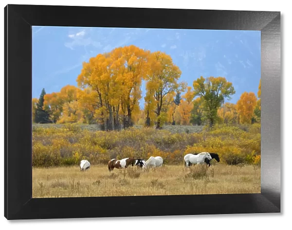 USA, Wyoming, Grand Teton National Park, horses in pasture in autumn