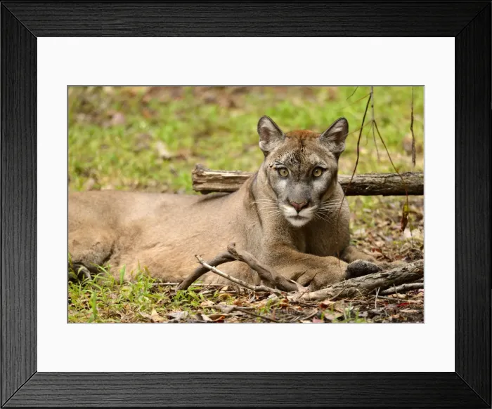Framed Print : USA, Florida, Tallahassee, Panhandle, Puma concolor coryi, Florida panther in Tallahassee Framed Print : USA, Florida, Tallahassee, Panhandle, Puma concolor coryi, Florida panther in Tallahassee